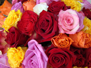 Картинка цветы розы