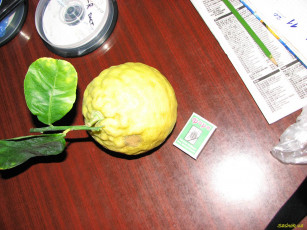 Картинка мой лимон еда