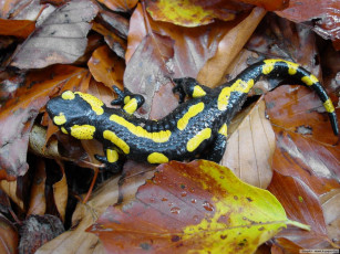 Картинка саламандра животные Ящерицы игуаны вараны