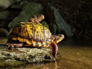 Картинка высоко сижу далеко гляжу животные разные вместе