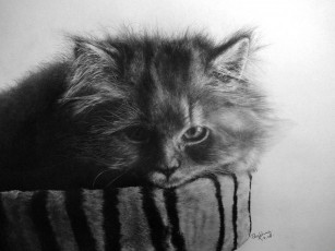 Картинка животные коты