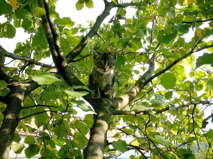 Картинка животные коты