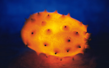 Картинка еда дуриан