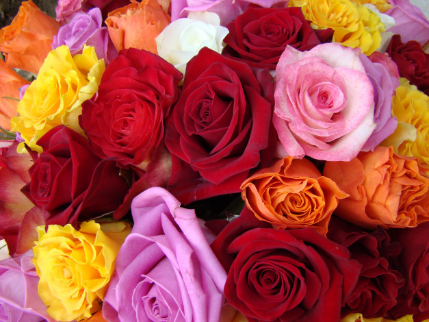 Обои картинки фото цветы, розы