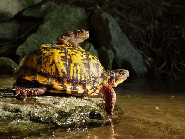 Обои картинки фото высоко, сижу, далеко, гляжу, животные, разные, вместе
