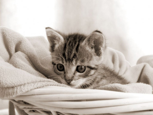 Обои картинки фото животные, коты