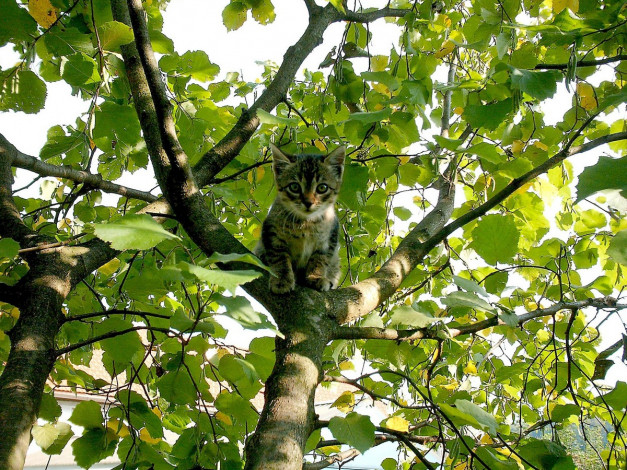 Обои картинки фото животные, коты