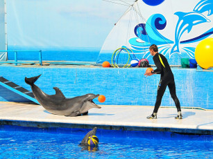 обоя животные, дельфины