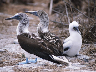 Картинка животные олуши