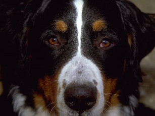 Картинка животные собаки