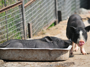 Картинка животные свиньи кабаны
