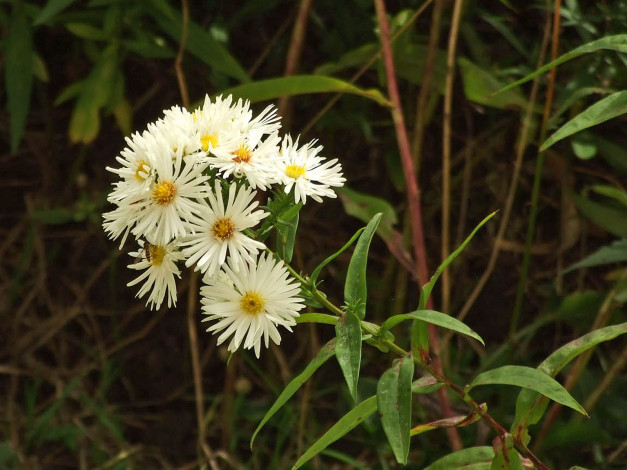 Обои картинки фото цветы, астры