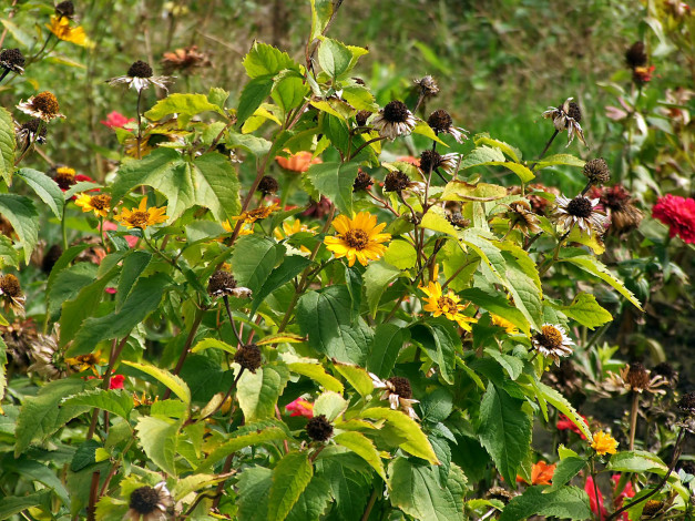 Обои картинки фото цветы, рудбекия