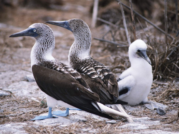 Обои картинки фото животные, олуши