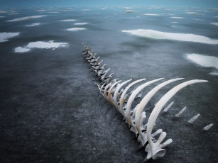 Картинка разное кости рентген