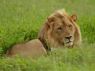 Картинка животные львы