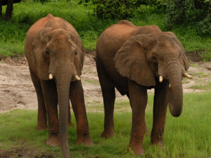 Картинка животные слоны