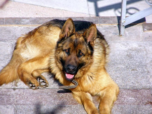 Картинка животные собаки