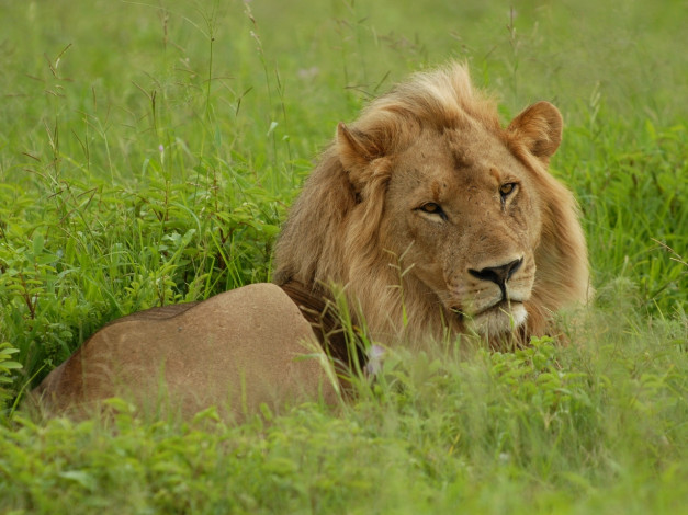 Обои картинки фото животные, львы