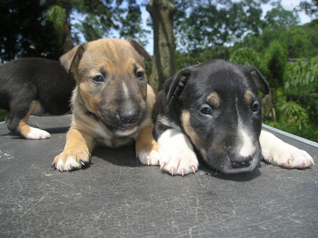 Обои картинки фото животные, собаки