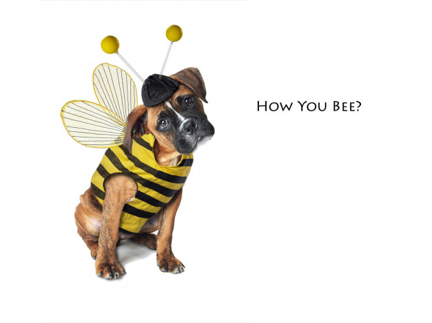 Обои картинки фото животные, собаки