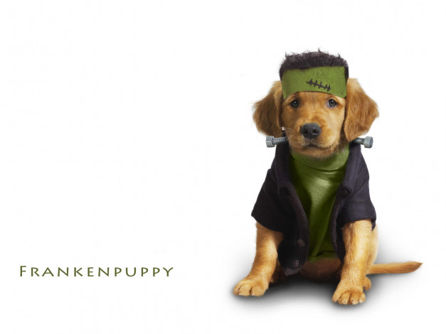 Обои картинки фото животные, собаки