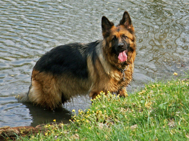 Обои картинки фото животные, собаки