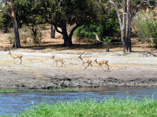 Картинка животные антилопы