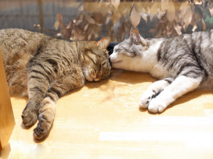 Картинка животные коты