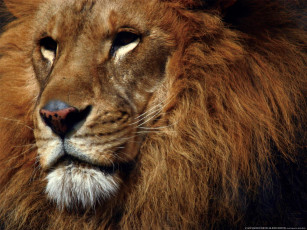 Картинка животные львы