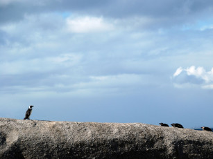 Картинка животные пингвины