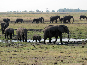 Картинка животные слоны