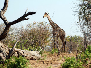 Картинка животные жирафы