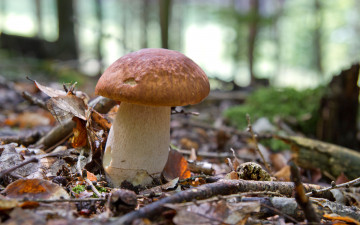 Картинка природа грибы