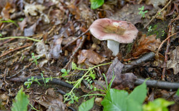 Картинка природа грибы