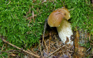 Картинка природа грибы