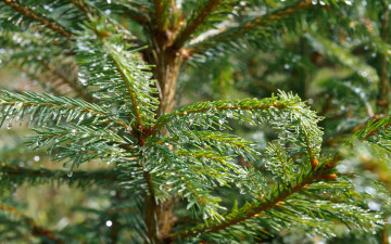 Картинка природа листья