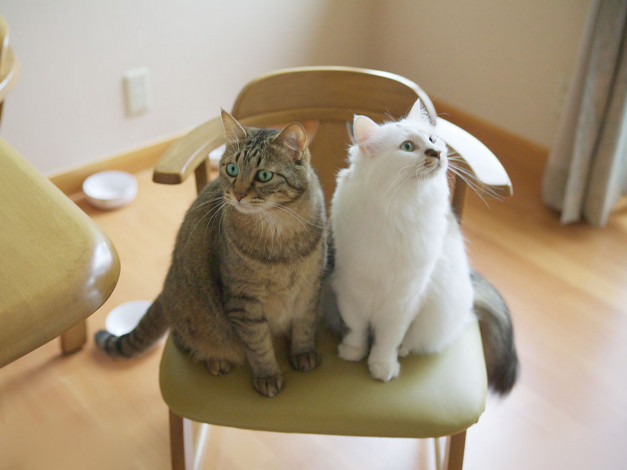 Обои картинки фото животные, коты