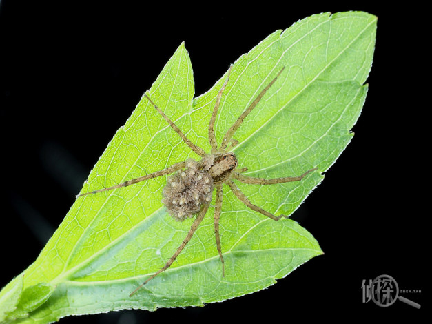 Обои картинки фото животные, пауки