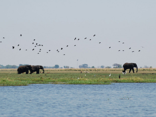 Обои картинки фото животные, разные, вместе