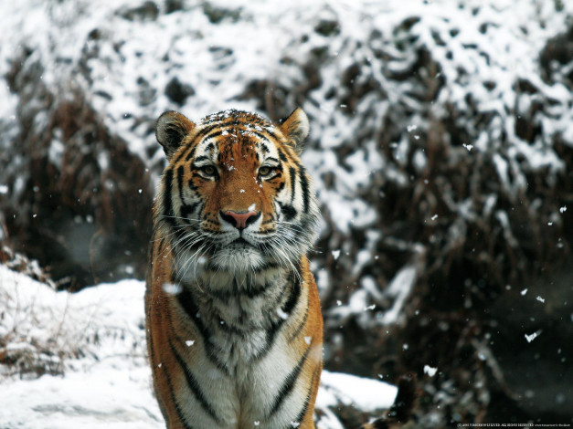 Обои картинки фото животные, тигры