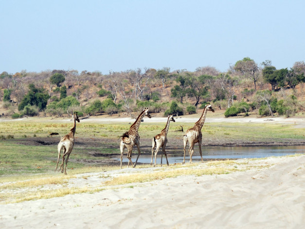 Обои картинки фото животные, жирафы