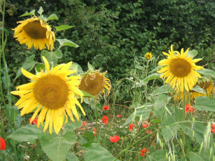 Картинка цветы подсолнухи