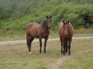 Картинка животные лошади луг