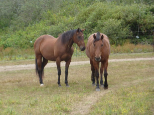 Картинка животные лошади луг