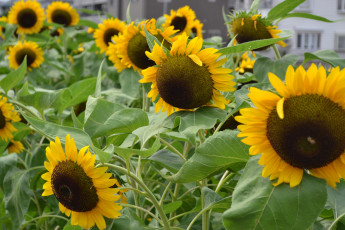 Картинка цветы подсолнухи