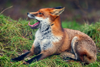 Картинка животные лисы рыжая