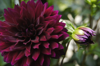 Картинка цветы георгины бордовый бутон