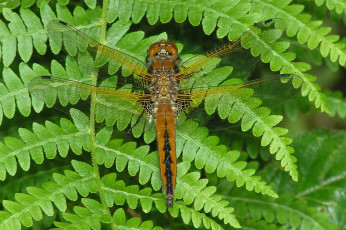 Картинка животные стрекозы папоротник стрекоза