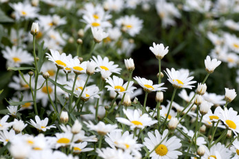 Картинка цветы ромашки много белые